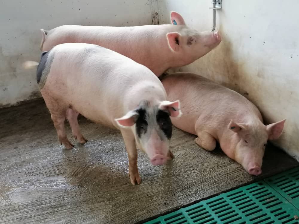 Pigs at Mantebre Farms
