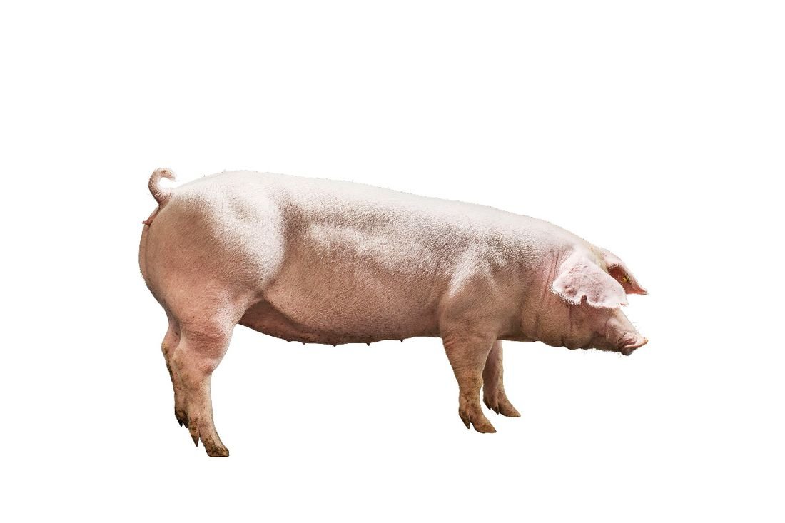 Mantebre signature cross pig