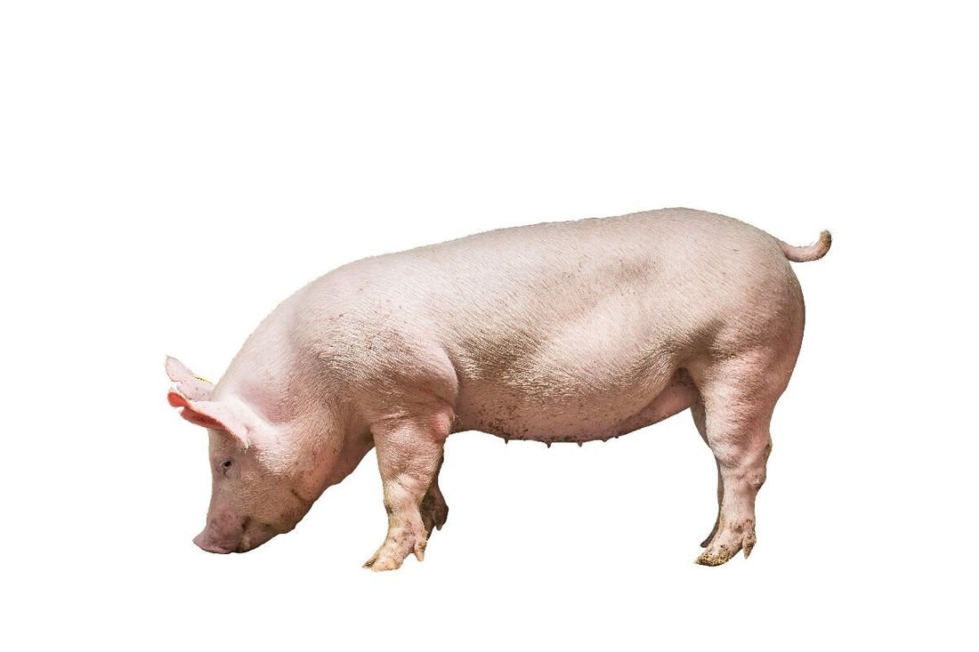 Large White pig