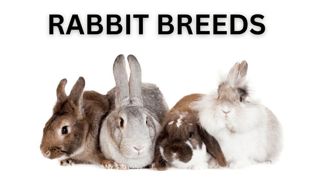 Mantebre rabbit breeds